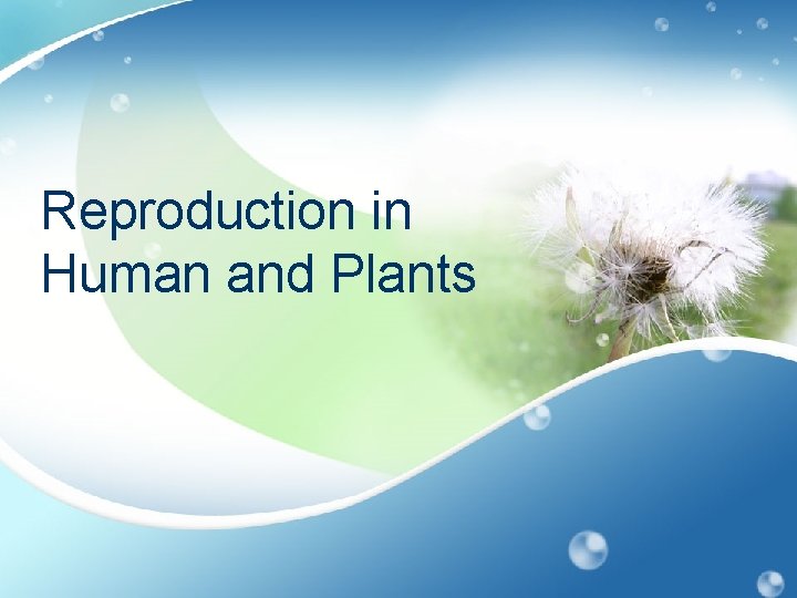 Reproduction in Human and Plants 