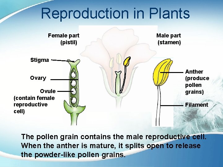 Reproduction in Plants Female part (pistil) Male part (stamen) Stigma Ovary Ovule (contain female