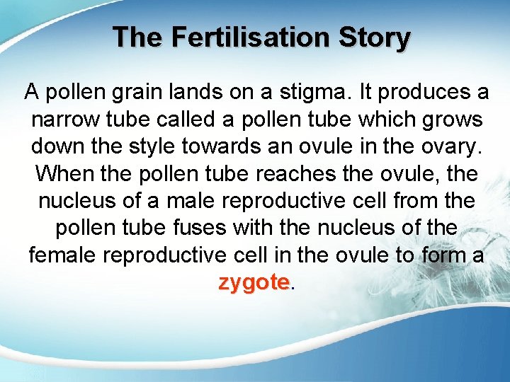 The Fertilisation Story A pollen grain lands on a stigma. It produces a narrow