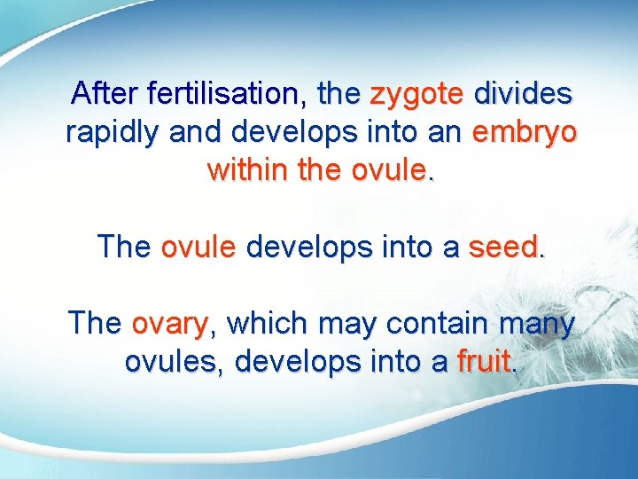 After fertilisation, the zygote divides rapidly and develops into an embryo within the ovule.