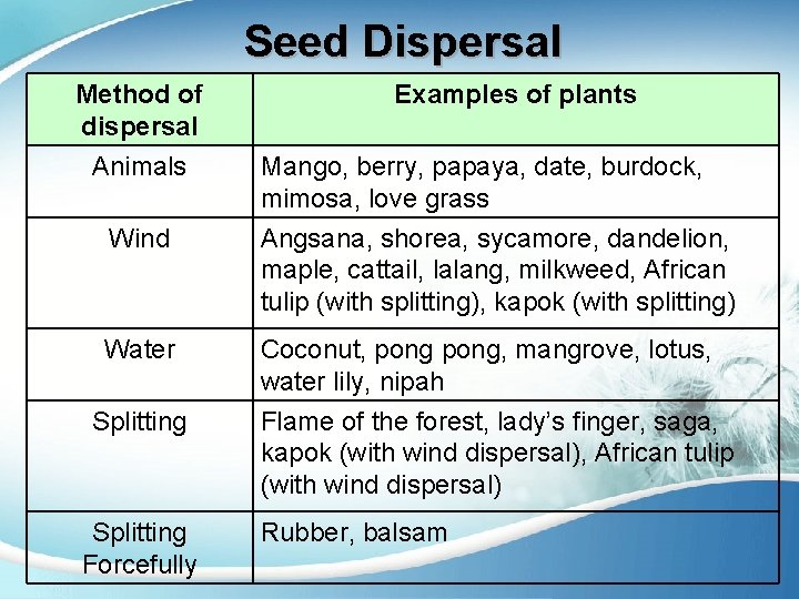 Seed Dispersal Method of dispersal Animals Examples of plants Mango, berry, papaya, date, burdock,