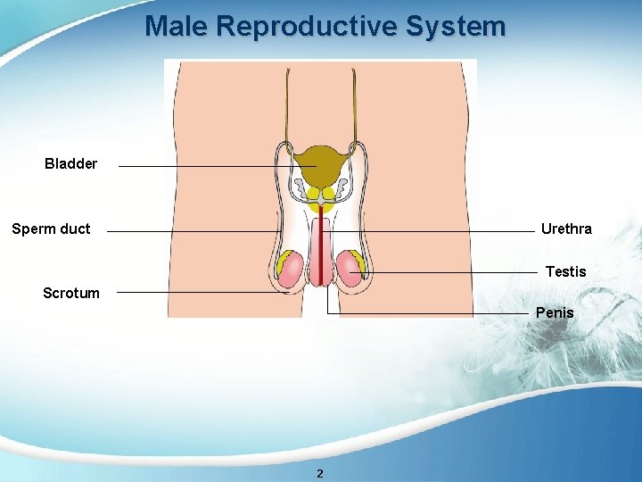 Male Reproductive System Bladder Sperm duct Urethra Testis Scrotum Penis 2 