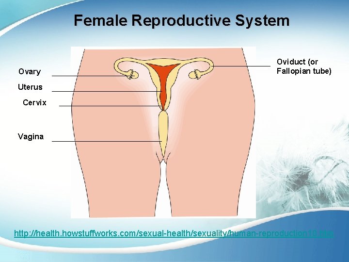 Female Reproductive System Ovary Oviduct (or Fallopian tube) Uterus Cervix Vagina http: //health. howstuffworks.