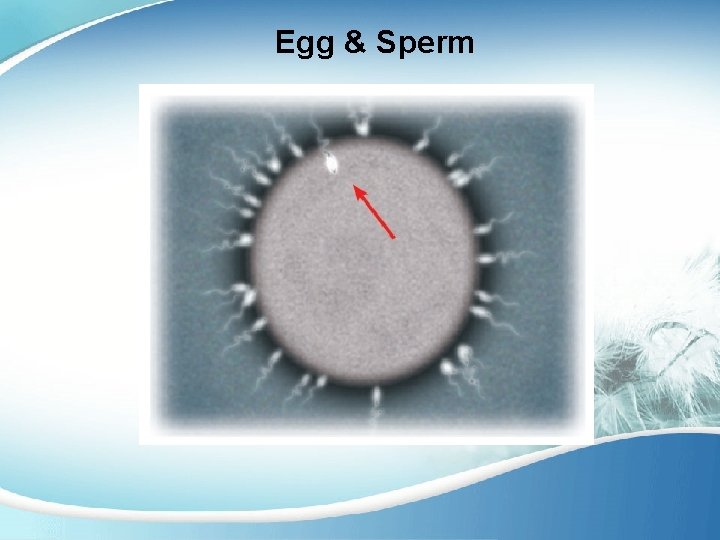 Egg & Sperm 