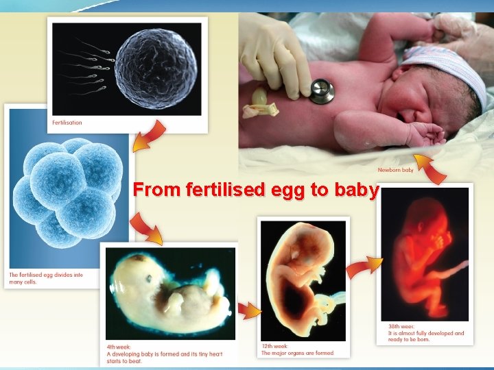 From fertilised egg to baby 