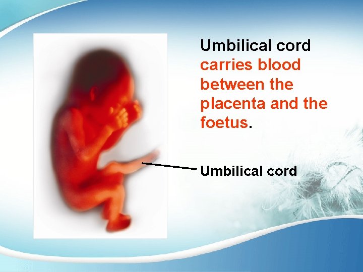 Umbilical cord carries blood between the placenta and the foetus. Umbilical cord 