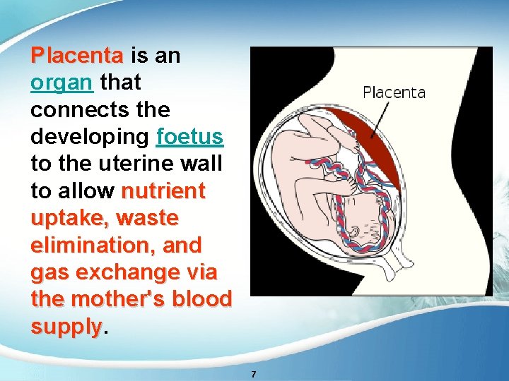 Placenta is an organ that connects the developing foetus to the uterine wall to