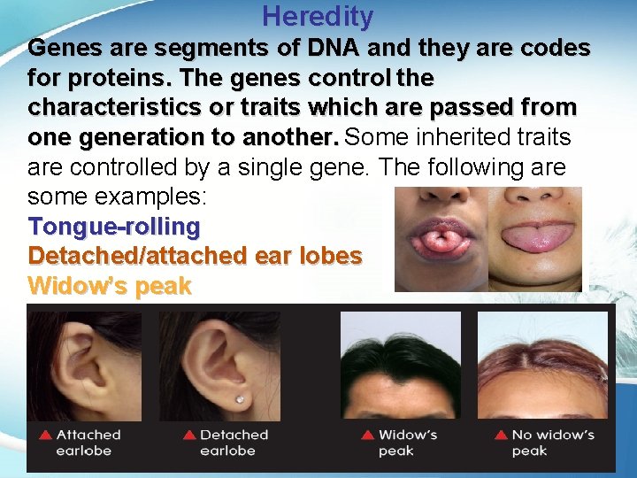 Heredity Genes are segments of DNA and they are codes for proteins. The genes