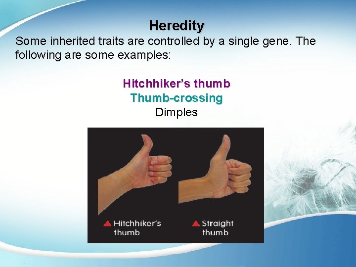 Heredity Some inherited traits are controlled by a single gene. The following are some