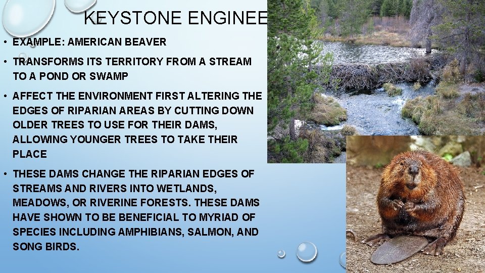 KEYSTONE ENGINEER • EXAMPLE: AMERICAN BEAVER • TRANSFORMS ITS TERRITORY FROM A STREAM TO