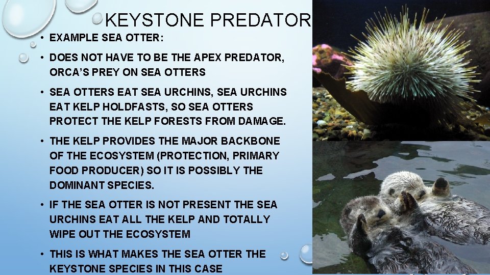 KEYSTONE PREDATOR • EXAMPLE SEA OTTER: • DOES NOT HAVE TO BE THE APEX