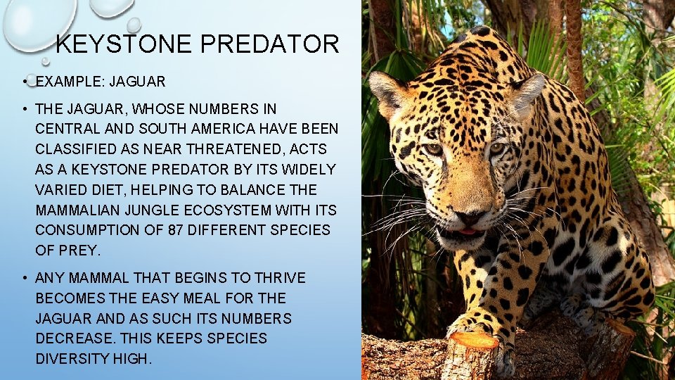 KEYSTONE PREDATOR • EXAMPLE: JAGUAR • THE JAGUAR, WHOSE NUMBERS IN CENTRAL AND SOUTH