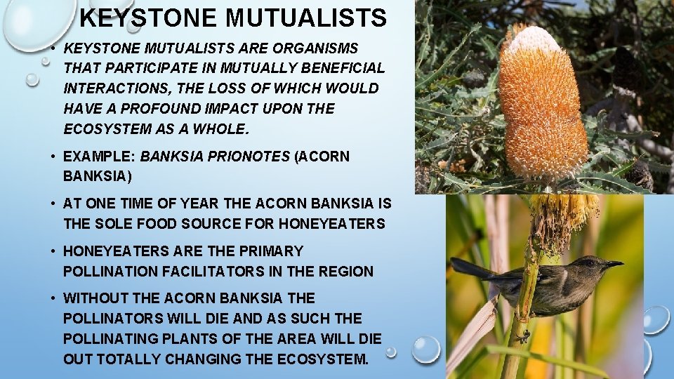 KEYSTONE MUTUALISTS • KEYSTONE MUTUALISTS ARE ORGANISMS THAT PARTICIPATE IN MUTUALLY BENEFICIAL INTERACTIONS, THE