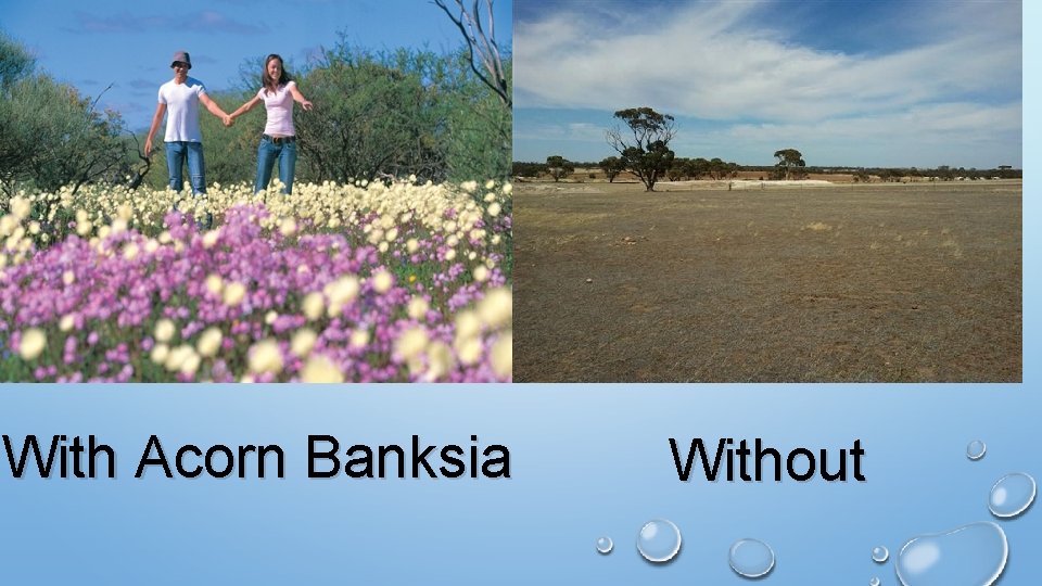 With Acorn Banksia Without 