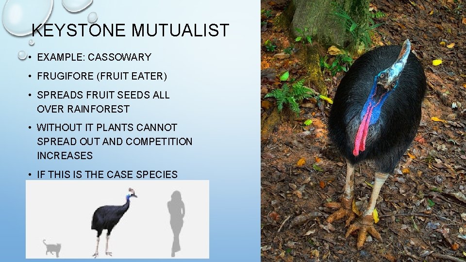 KEYSTONE MUTUALIST • EXAMPLE: CASSOWARY • FRUGIFORE (FRUIT EATER) • SPREADS FRUIT SEEDS ALL
