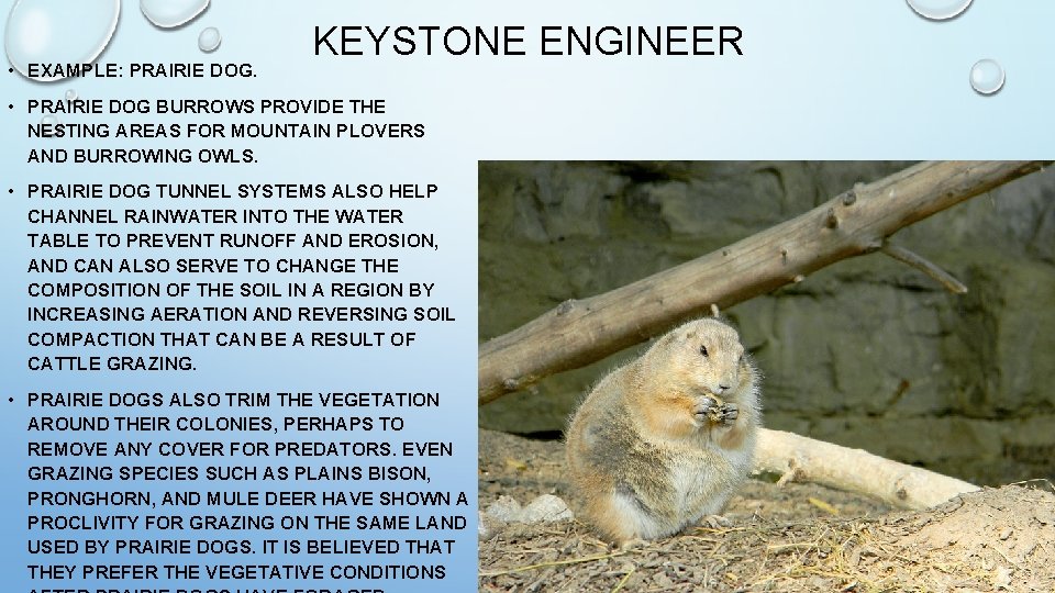  • EXAMPLE: PRAIRIE DOG. KEYSTONE ENGINEER • PRAIRIE DOG BURROWS PROVIDE THE NESTING