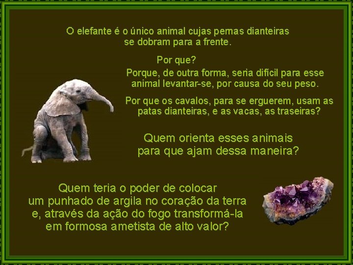 O elefante é o único animal cujas pernas dianteiras se dobram para a frente. O elefante é o único animal cujas pernas dianteiras se dobram para a frente.