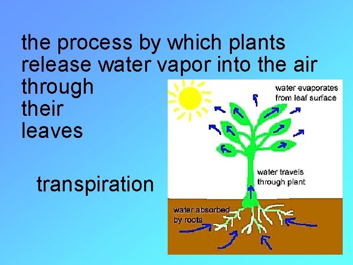 the process by which plants release water vapor into the air through their leaves