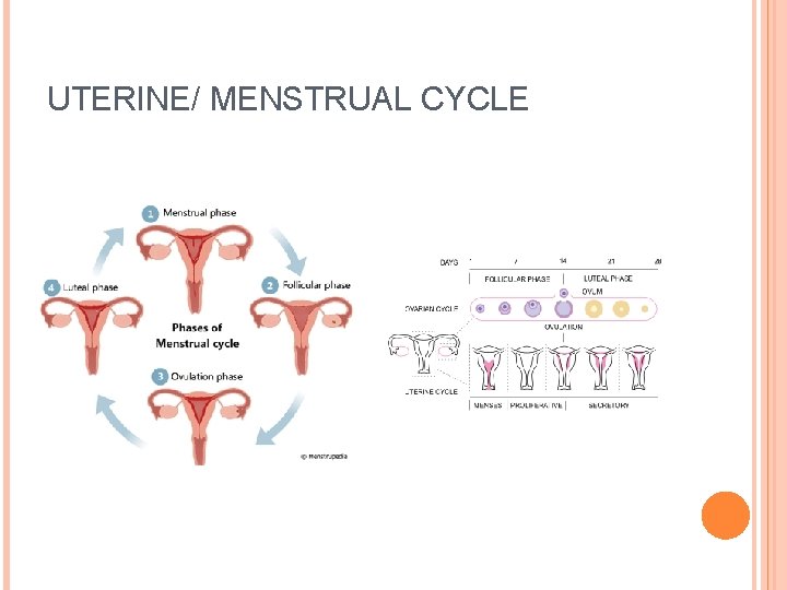 OVARIAN AND UTERINE CYCLES BY DR SHIVRAM BHAT