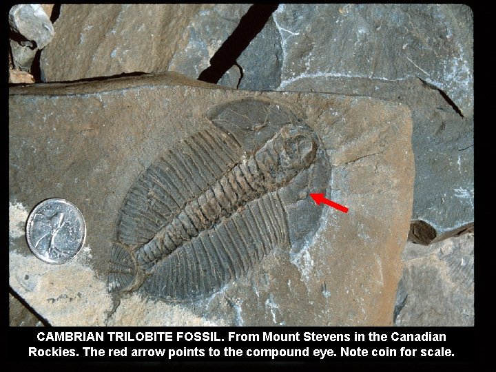 CAMBRIAN TRILOBITE FOSSIL. From Mount Stevens in the Canadian Rockies. The red arrow points