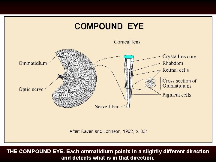 THE COMPOUND EYE. Each ommatidium points in a slightly different direction and detects what