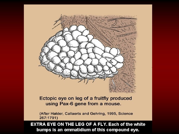 EXTRA EYE ON THE LEG OF A FLY. Each of the white bumps is