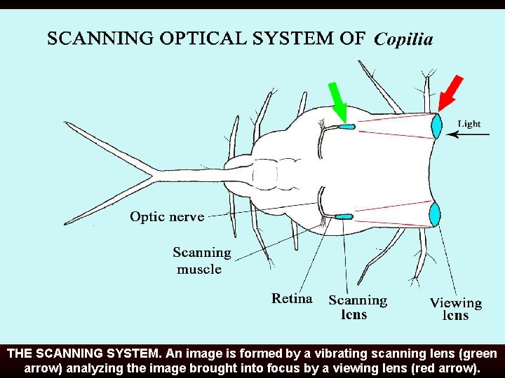 THE SCANNING SYSTEM. An image is formed by a vibrating scanning lens (green arrow)