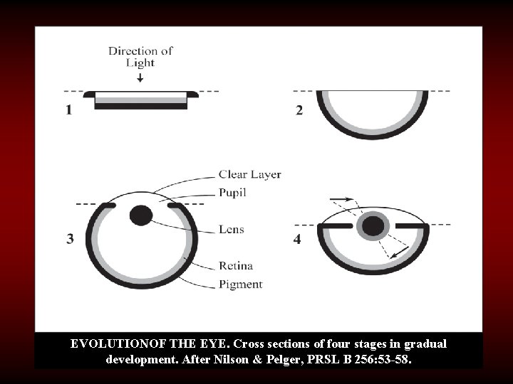 EVOLUTIONOF THE EYE. Cross sections of four stages in gradual development. After Nilson &