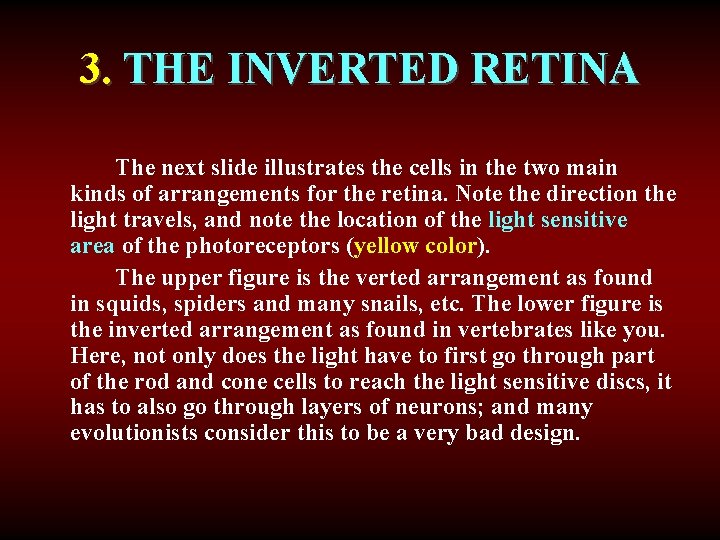 3. THE INVERTED RETINA The next slide illustrates the cells in the two main