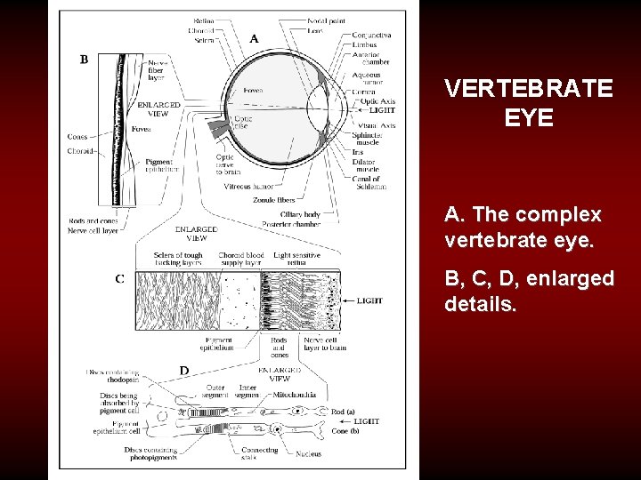 VERTEBRATE EYE A. The complex vertebrate eye. B, C, D, enlarged details. 