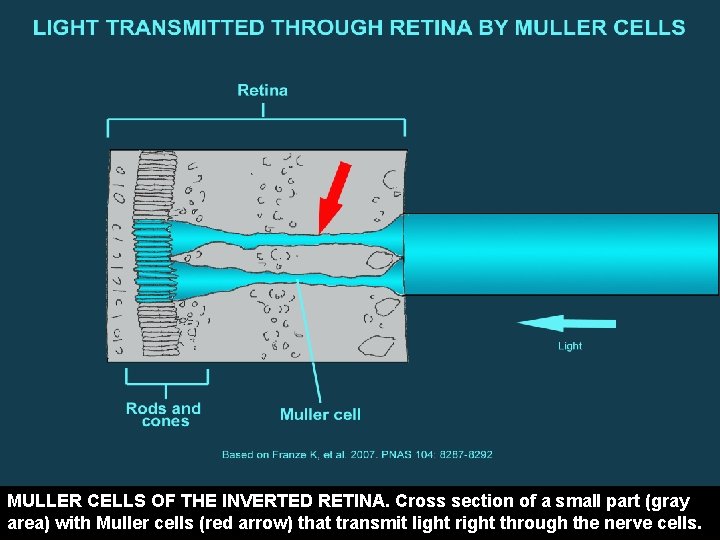MULLER CELLS OF THE INVERTED RETINA. Cross section of a small part (gray area)