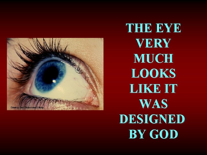 Courtesy Corel Professional Library THE EYE VERY MUCH LOOKS LIKE IT WAS DESIGNED BY