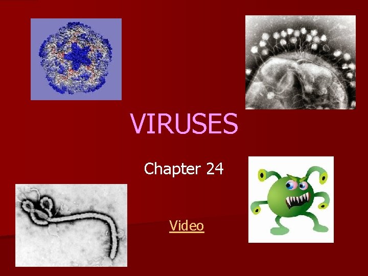 VIRUSES Chapter 24 Video 