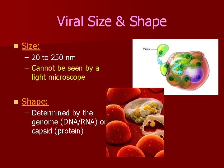 Viral Size & Shape n Size: – 20 to 250 nm – Cannot be