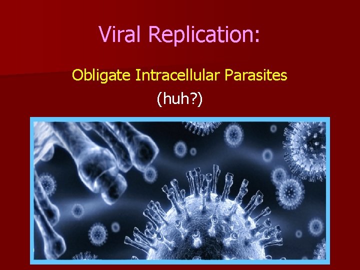 Viral Replication: Obligate Intracellular Parasites (huh? ) 