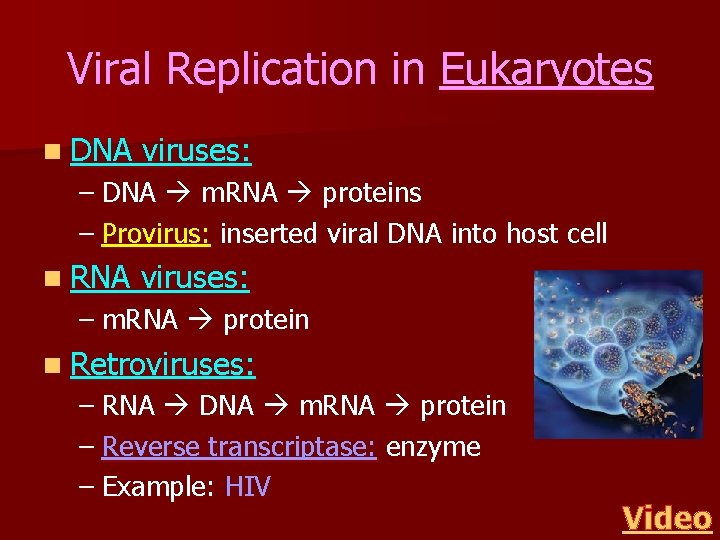 Viral Replication in Eukaryotes n DNA viruses: – DNA m. RNA proteins – Provirus: