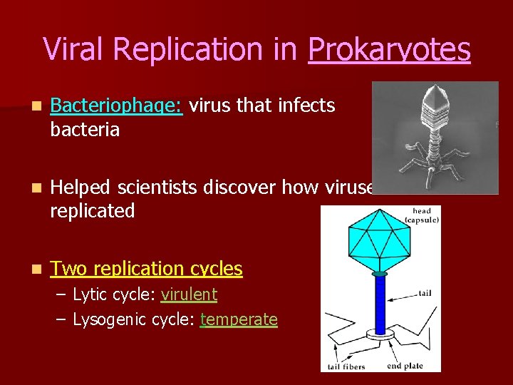 Viral Replication in Prokaryotes n Bacteriophage: virus that infects bacteria n Helped scientists discover