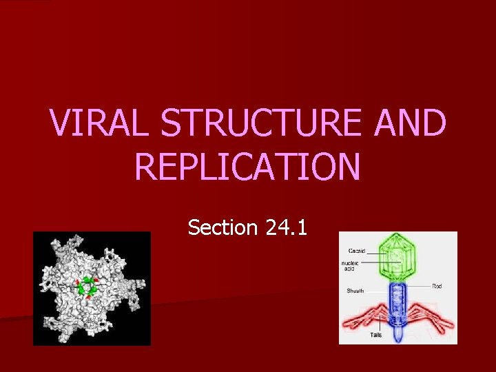 VIRAL STRUCTURE AND REPLICATION Section 24. 1 