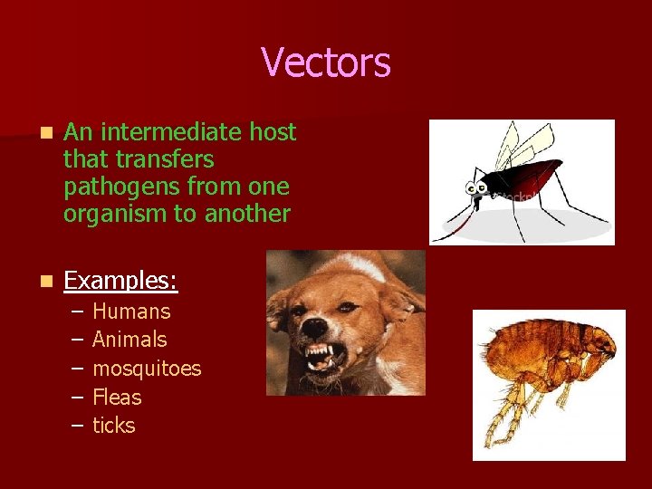Vectors n An intermediate host that transfers pathogens from one organism to another n