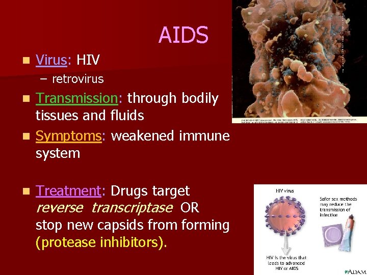 AIDS n Virus: HIV – retrovirus Transmission: through bodily tissues and fluids n Symptoms: