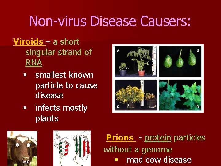 Non-virus Disease Causers: Viroids – a short singular strand of RNA § smallest known