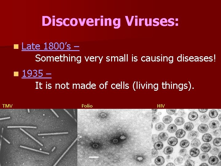 Discovering Viruses: n Late 1800’s – Something very small is causing diseases! n 1935