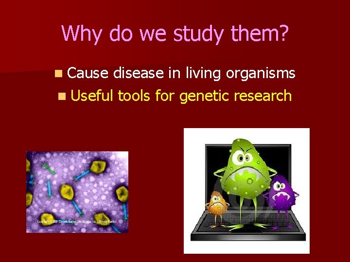 Why do we study them? n Cause disease in living organisms n Useful tools
