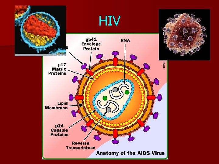 HIV 