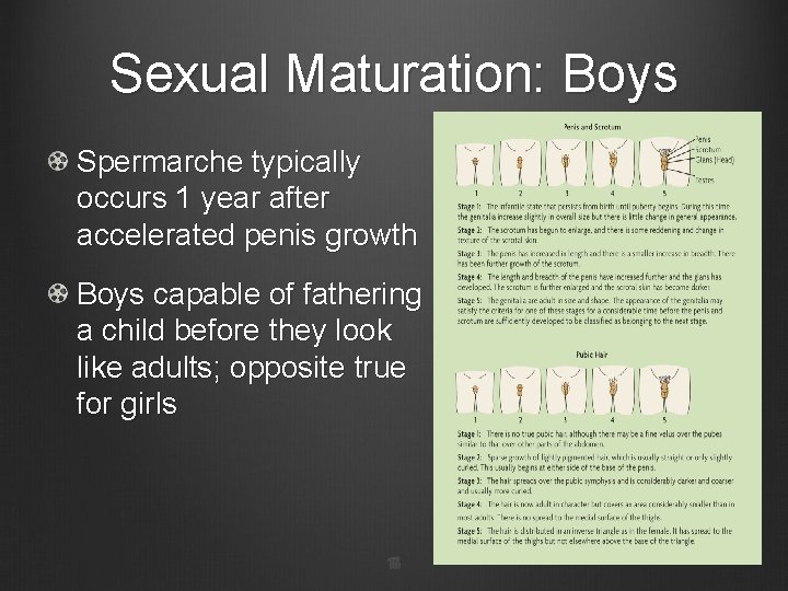 Sexual Maturation: Boys Spermarche typically occurs 1 year after accelerated penis growth Boys capable