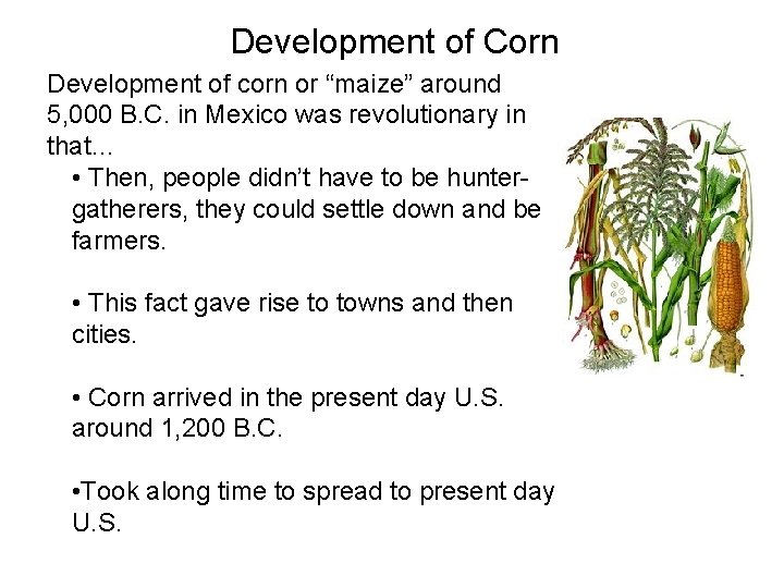 Development of Corn Development of corn or “maize” around 5, 000 B. C. in