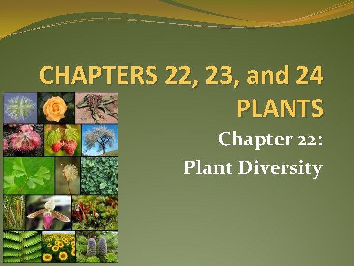 CHAPTERS 22, 23, and 24 PLANTS Chapter 22: Plant Diversity 