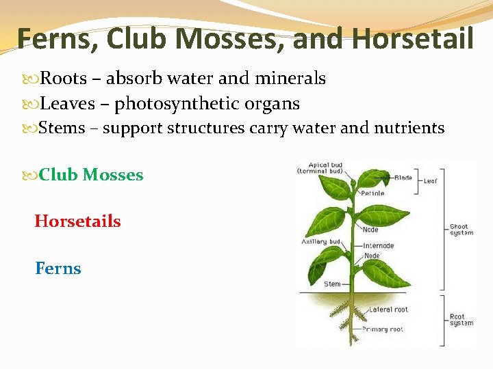 Ferns, Club Mosses, and Horsetail Roots – absorb water and minerals Leaves – photosynthetic