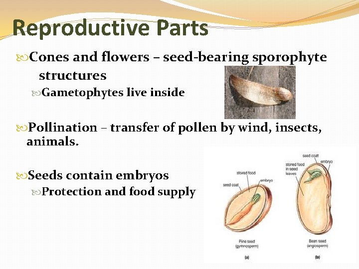 Reproductive Parts Cones and flowers – seed-bearing sporophyte structures Gametophytes live inside Pollination –