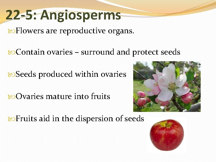 22 -5: Angiosperms Flowers are reproductive organs. Contain ovaries – surround and protect seeds